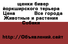 щенки бивер йоркширского терьера › Цена ­ 8 000 - Все города Животные и растения » Собаки   